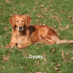 2011 Gypsy